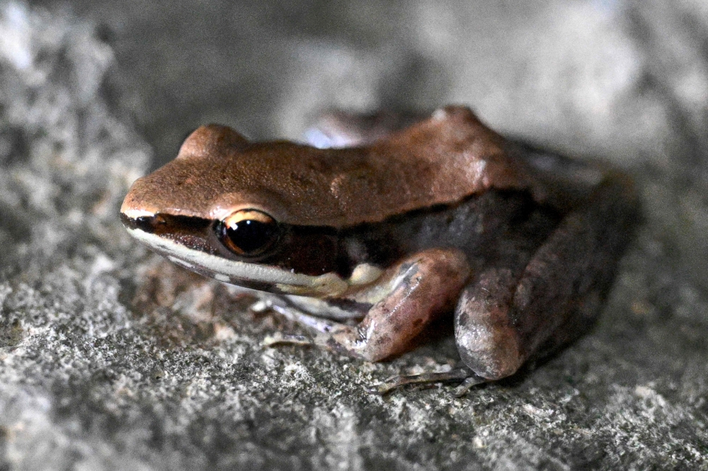 This photo taken on July 22, 2025 shows a frog looking on as conservationists take pictures of them in a hotel room at Phnom Proek district in Battambang province. — AFP pic 