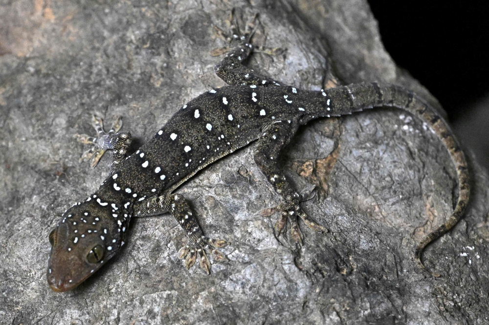 This photo taken on July 22, 2025 shows a gecko looking on as conservationists take pictures of them in a hotel room at Phnom Proek district in Battambang province. — AFP pic 