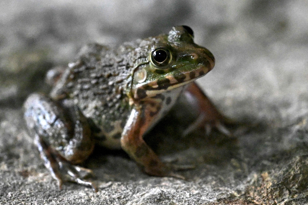 A frog looking on as conservationists take pictures of them. — AFP pic 