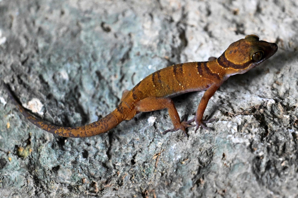 This photo taken on July 22, 2025 shows a gecko looking on as conservationists take pictures of them in a hotel room at Phnom Proek district in Battambang province. — AFP pic 