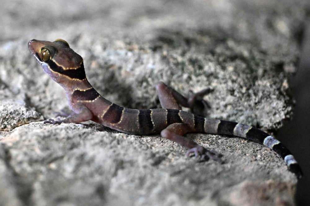 This photo taken on July 22, 2025 shows a gecko looking on as conservationists take pictures of them in a hotel room at Phnom Proek district in Battambang province. — AFP pic 