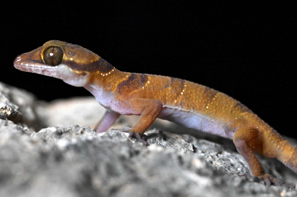 This photo taken on July 22, 2025 shows a gecko looking on as conservationists take pictures of them in a hotel room at Phnom Proek district in Battambang province. The trio of newly discovered geckos illustrates the incredible and often overlooked biodiversity in these harshly beautiful landscapes, and the risks posed by the cement industry’s appetite for limestone. — AFP pic