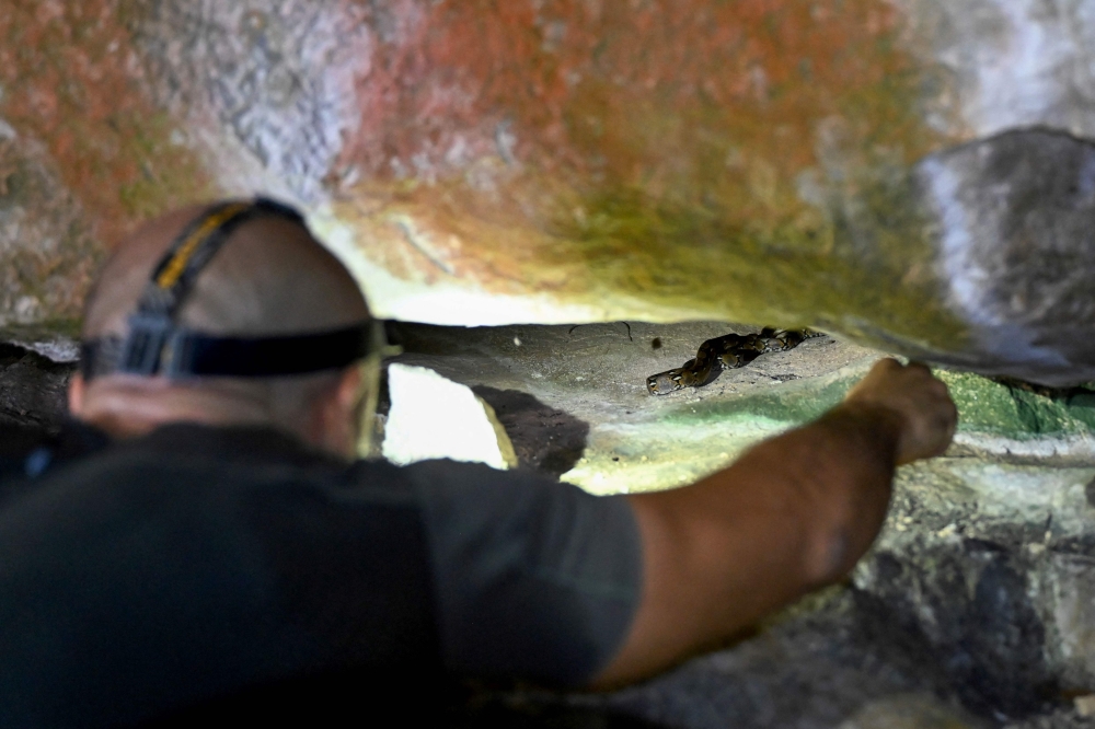 This photo taken on July 21, 2025 shows Pablo Sinovas, Cambodia country director at conservation NGO Fauna & Flora, catching a baby python as he searches for new species in a cave at Phnom Proek district in Battambang province. — AFP pic 