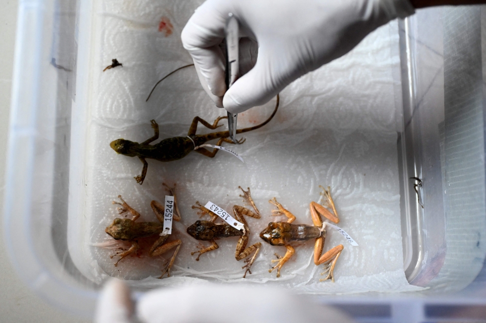 Each animal was then euthanised, tagged and measured. Its DNA-rich liver was extracted for sequencing that will create a kind of family tree tracing its evolutionary history. — AFP pic