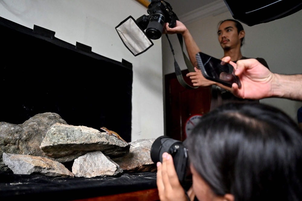 Conservationists take pictures of a gecko in a hotel room at Phnom Proek district in Battambang province. — AFP pic