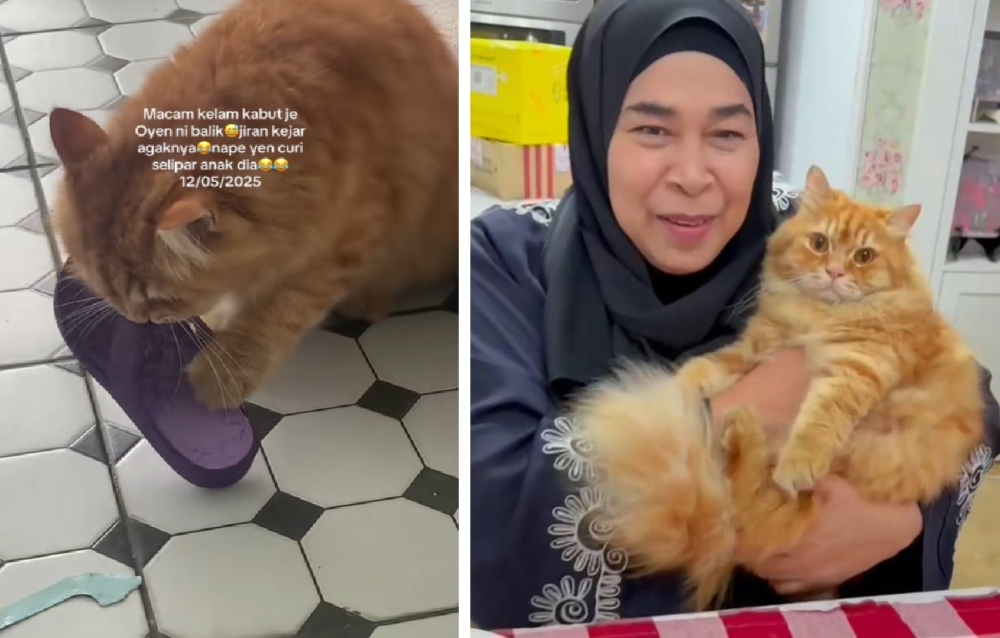 In a heartwarming tale that has captured the hearts of many, Oyen, a cheeky orange cat, has become an internet sensation after his furmum shared videos of his ‘slipper-stealing’ antics on TikTok. — Pictures via TikTok and Facebook/Noraini Darus