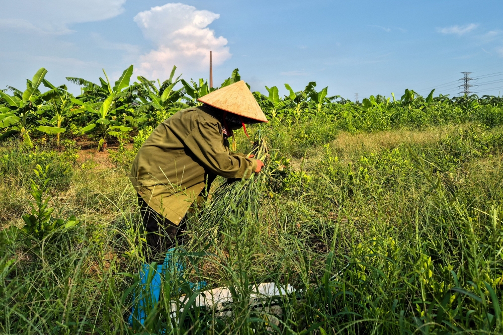 A farmer works at the site designated for a future Trump golf course in Hung Yen province, Vietnam, July 30, 2025. — Reuters pic 
