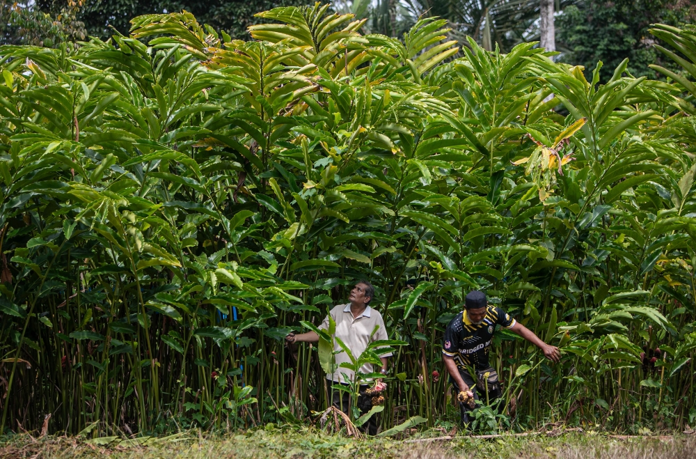 Kantan Taiping project manager Abd Halim Abd Majid, 50, (left) with his business partner Mohammad Hazwan Mohamad Nor, 45, working at their torch ginger farm. — Bernama pic