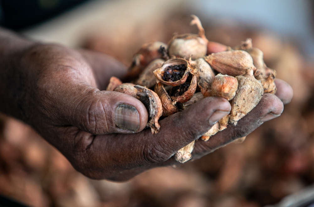 Abd Halim showing torch ginger seedlings at his farm. — Bernama pic 