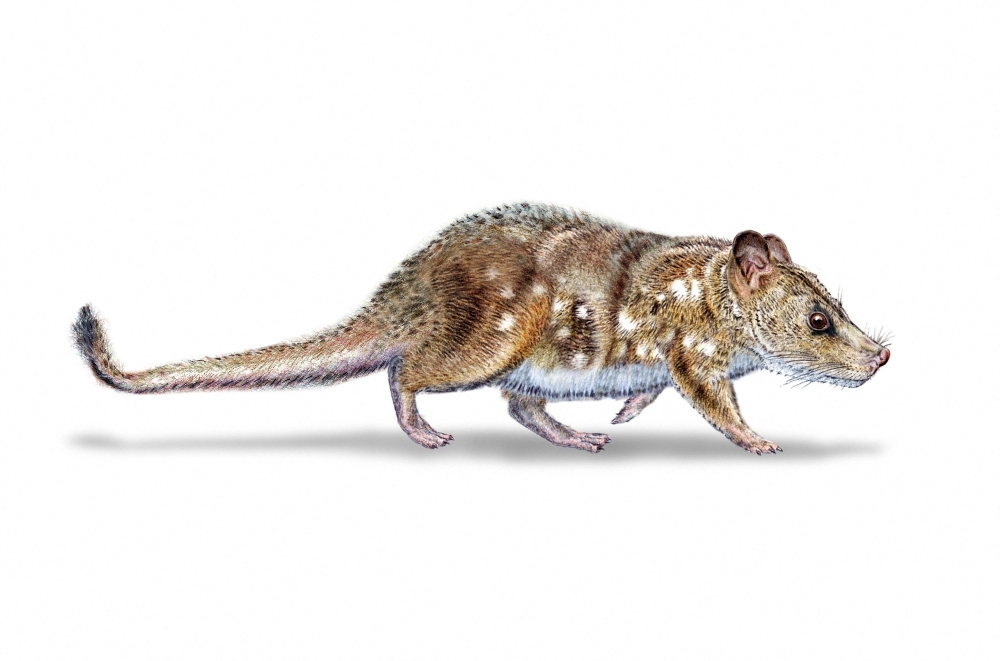 Fossil of tiny mouse-sized mammal from dinosaur era discovered in Chilean  Patagonia | Malay Mail