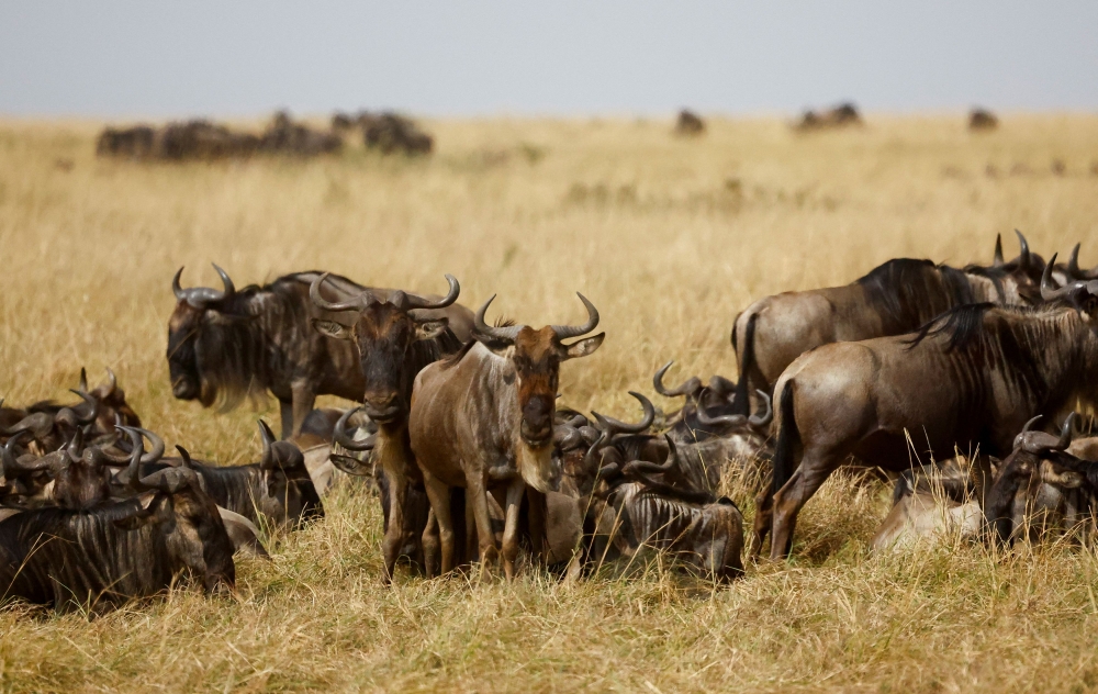 Wildebeests gather in the dry fields during their migration to the greener pastures, between the Maasai Mara game reserve and the open plains of the Serengeti, southwest of Nairobi, in the Maasai Mara game reserve, in Narok county, Kenya August 7, 2025. — Reuters pic