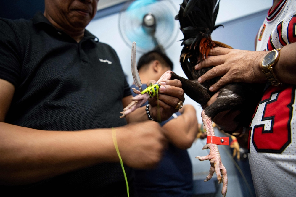 A cockfighting enthusiast attaches a spur prior to a cockfight at an arena in Bulacan province, north of Manila, July 15, 2025. — AFP pic 