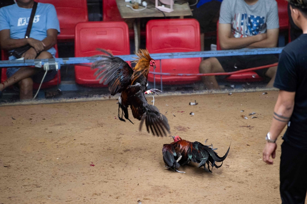 People watch a cockfight in Bulacan province, north of Manila, July 5, 2025. — AFP pic