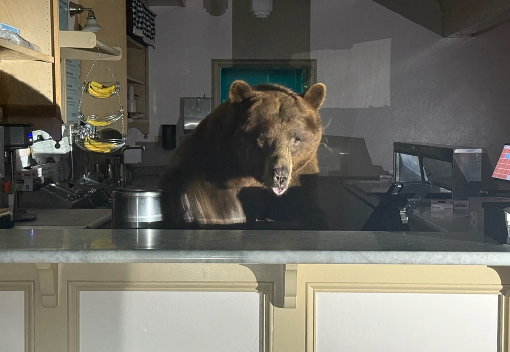 This handout image courtesy of El Dorado County Sheriff's Office posted on their Facebook page on August 19, 2025 shows a bear in the Ice Cream Shop at Camp Richardson in South Lake Tahoe. The animal appeared to be making itself right at home when sheriff's deputies turned up to investigate in South Lake Tahoe at the weekend. Officers shooed the ursine server out of the shop, but not before snapping a few pictures of their encounter. — El Dorado County Sheriff’s Office handout/AFP pic 
