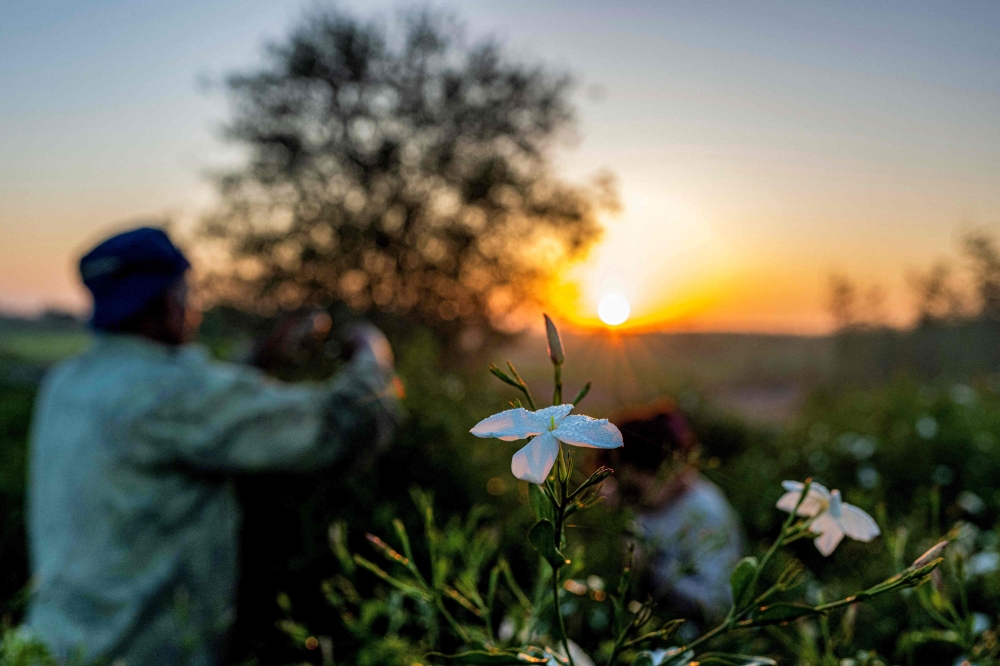 Egypt produces nearly half the world’s jasmine concrete, a waxy extract from the plant that provides a vital base for designer fragrances and is a multi-million dollar export. — AFP pic