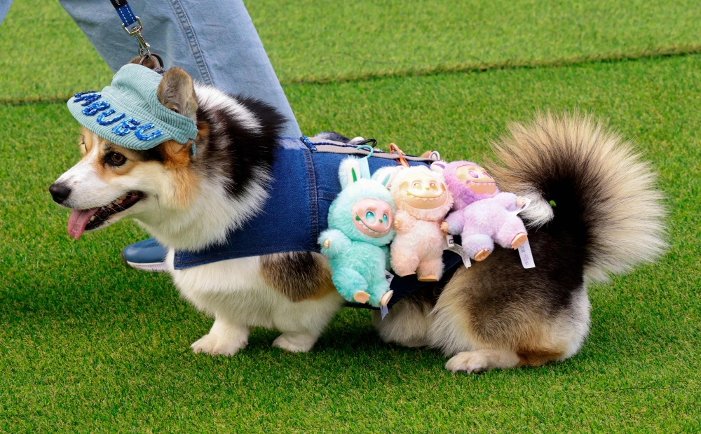 A corgi wearing a Labubu costume arrives for a costume contest during the Corgi Race Vilnius 2025 gathering in Vingis Park, Vilnius, on August 23, 2025. — AFP pic