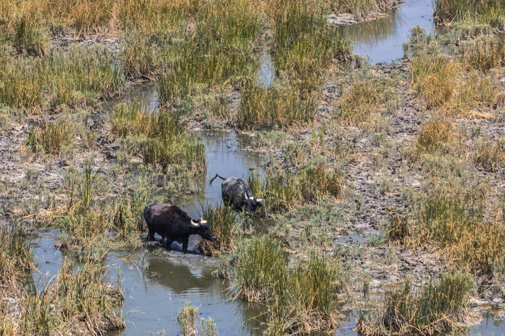 This aerial view shows water buffaloes drinking from a marsh in the drought-striken Chibayish marshes in Iraq's southern Dhi Qar province on August 19, 2025. — AFP pic