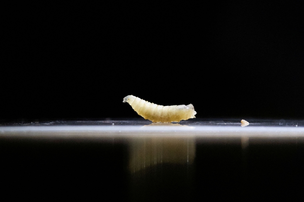 Screwworm, a flesh-eating parasite that eats its hosts alive, has moved northward through Central America and southern Mexico, putting the US cattle industry on high alert. — Reuters pic