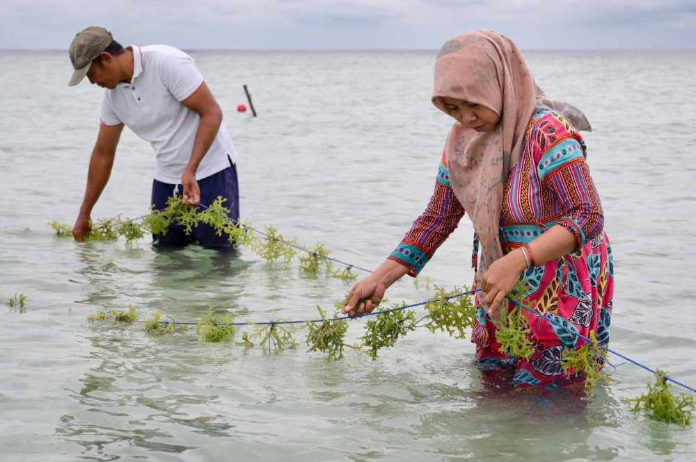 In this picture taken on February 23, 2023, resident Sartono and his wife Asmania check their seaweed garden in the waters of Pari island in the Thousand Islands cluster. — AFP pic