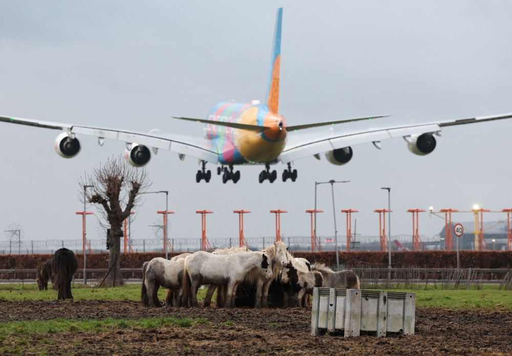 A passenger plane flies over horses feeding as it makes its landing approach to Heathrow Airport in west London, Britain, January 28, 2025. Arora Group and Heathrow’s owners both recently submitted plans to the Department for Transport for a third runway at the west London airport. — Reuters pic