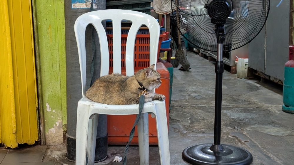 Pat the cat for good luck. — Picture by Ethan Lau