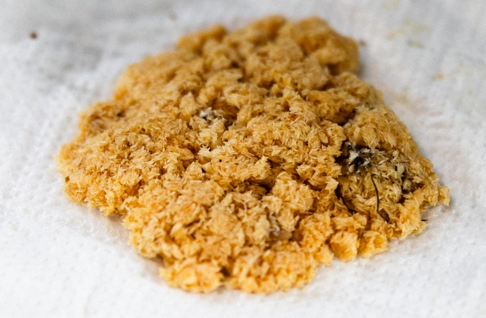 Black soldier fly larvae (BSFL) eggs undergo a careful process before maturing into full larvae, Taiping Sept 4, 2025. — Bernama pic