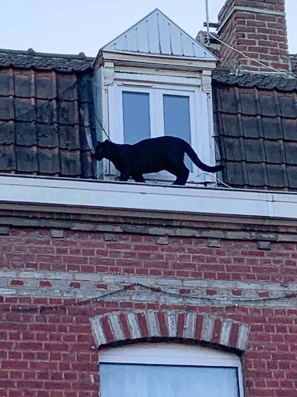 Louise, a playful black panther, sparked panic after being spotted on nearby rooftops. — AFP/Sapeurs-pompiers du Nord handout