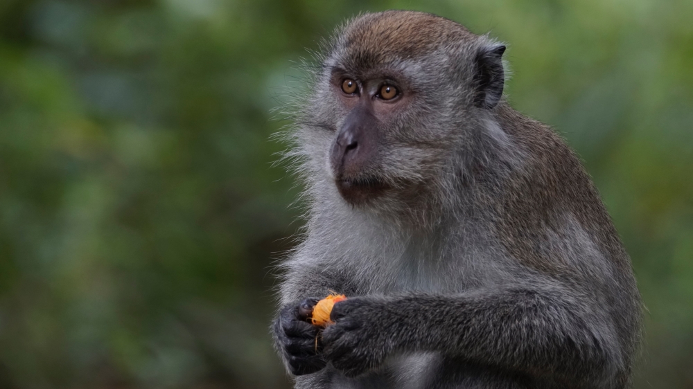 The pig-tailed macaques are also endangered. — Picture courtesy of Langur Project Penang