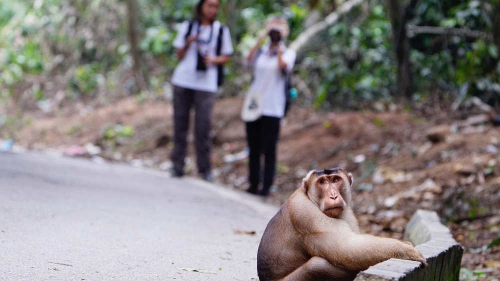 PP Citizen scientists during fieldwork. — Picture courtesy of Langur Project Penang