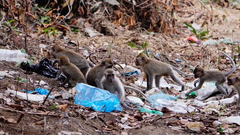 Long-tailed macaques often congregate around rubbish bins to scavenge for food. — Picture courtesy of Langur Project Penang
