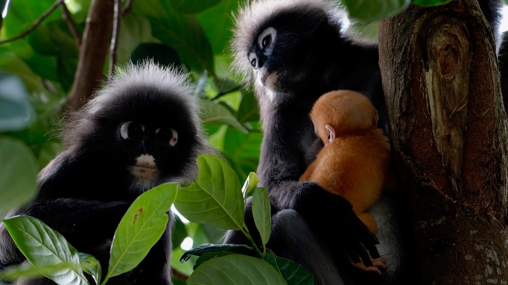 The dusky langurs. — Picture courtesy of Langur Project Penang