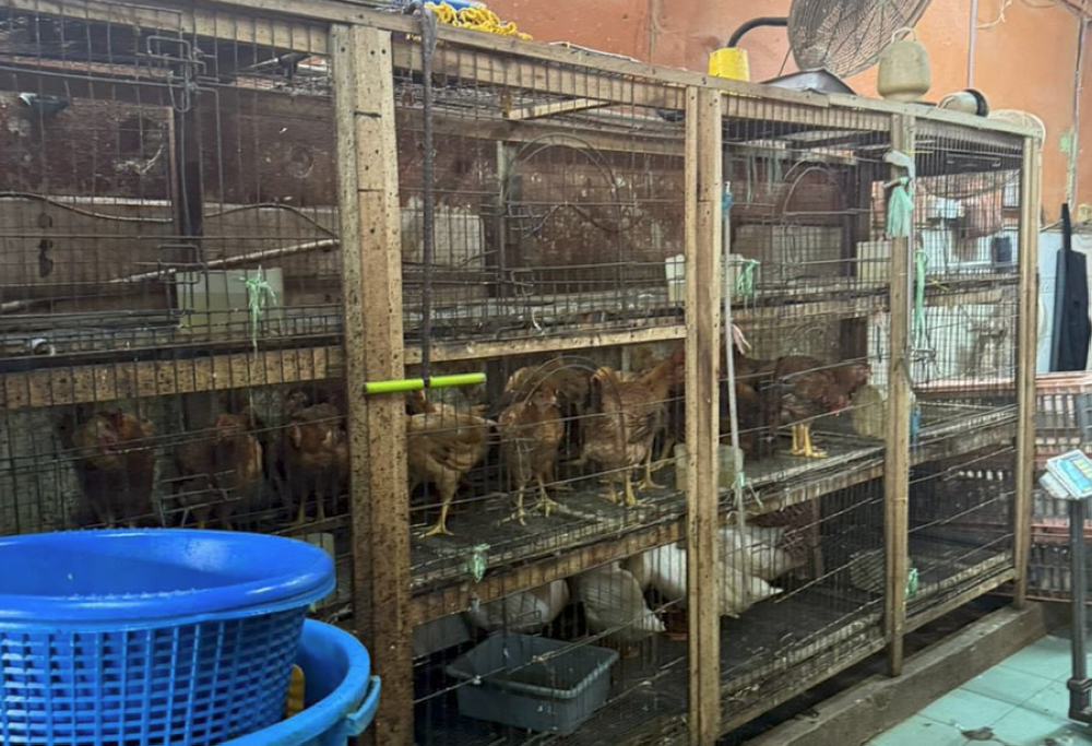 DBKL seizes 99 chickens, 11 ducks in filthy Selayang shop after viral complaint