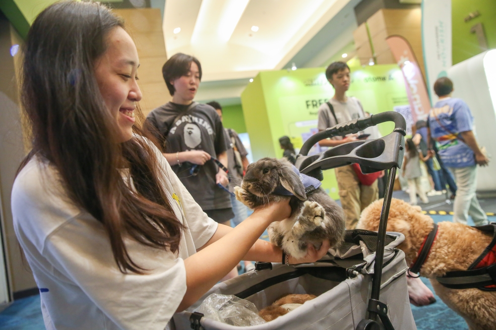 Britney with one of her lop bunnies, Neptune. — Picture by Choo Choy May