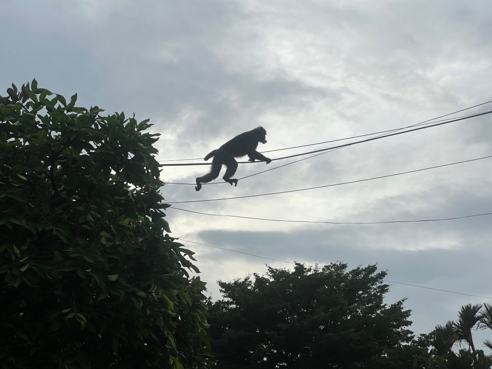 Ah Tan crossing on an electric cable in a residential area. — Picture by Opalyn Mok