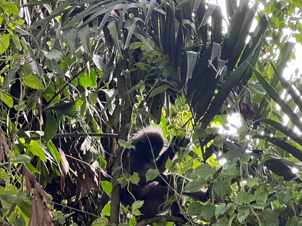 Young adult Luan Luan, whose name meant ‘noisy’ in Hokkien due to his constant screeching when he was an infant, feasting on leaves in a tree. — Picture by Opalyn Mok