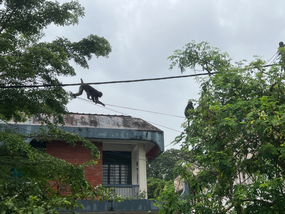 Ah Tan (left) crossing on an electric cable in a residential area. — Picture by Opalyn Mok