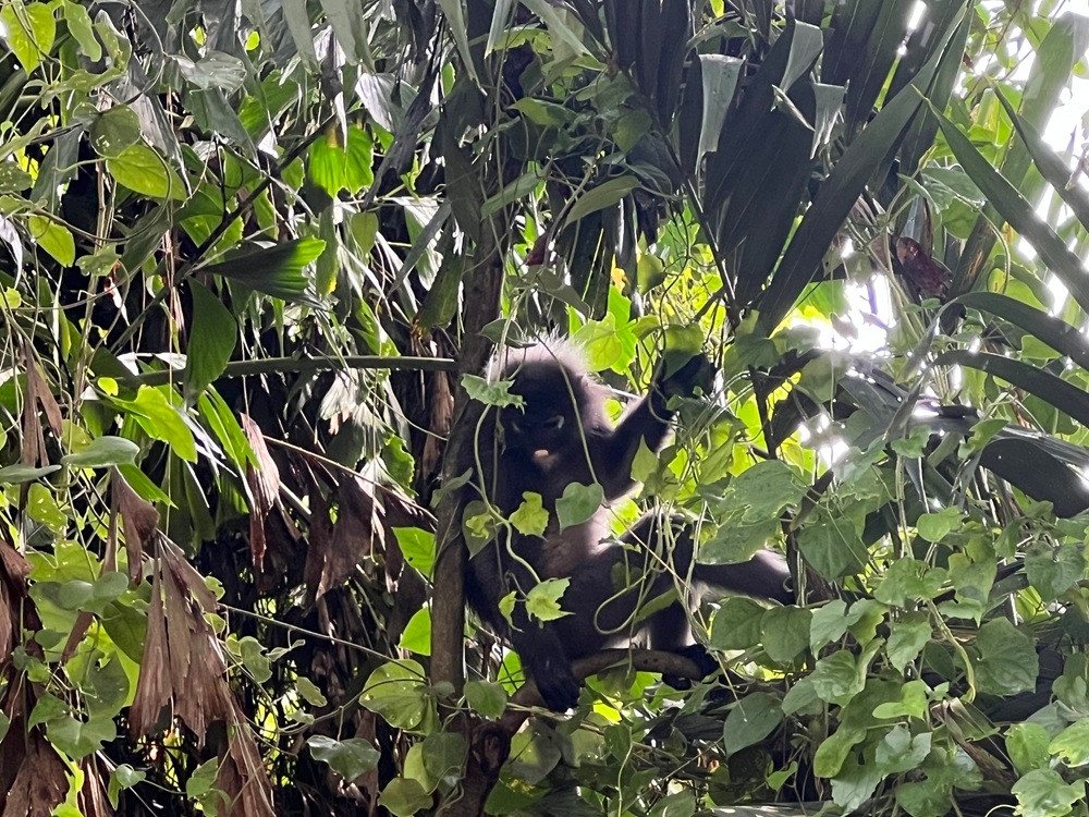 Luan Luan sitting on a tree. — Picture by Opalyn Mok