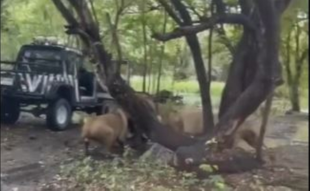 Zookeeper killed in front of visitors at Thai safari park in deadly