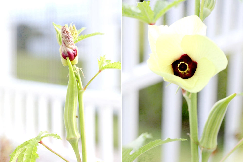 Growing okra or lady’s fingers in the garden. — Picture by CK Lim