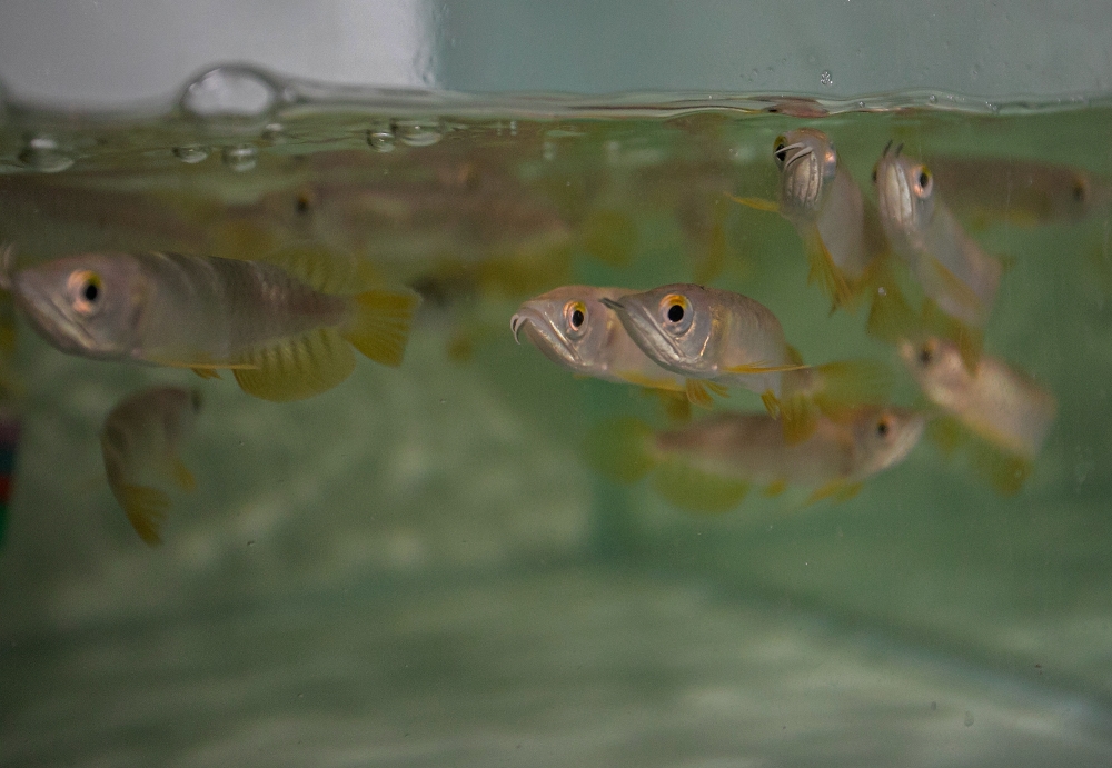 Arowana fish at Bintong Arowana Farm Sdn Bhd in Kerian September 14, 2025. — Bernama pic