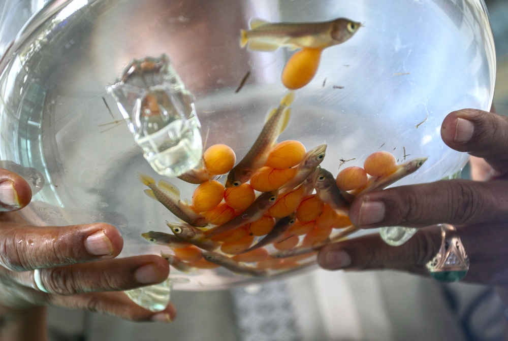 Adzmi Saad once failed in his attempt to breed arowana, but the losses did not deter him from pursuing a business in the ornamental fish, also known as kelisa. — Bernama pic