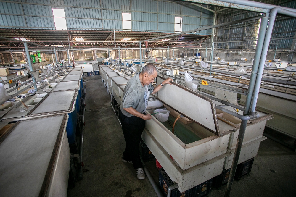 Bintong Arowana Farm Sdn Bhd owner Adzmi Saad inspects arowana fish at his farm in Kerian September 14, 2025. — Bernama pic