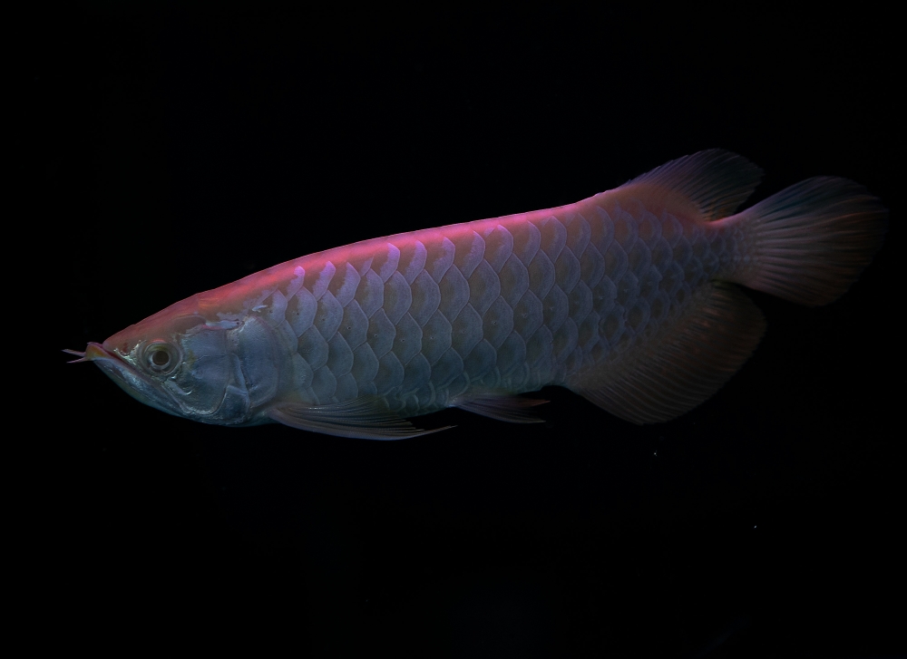 An arowana fish is seen in its tank at Bintong Arowana Farm Sdn Bhd in Kerian September 14, 2025. — Bernama pic