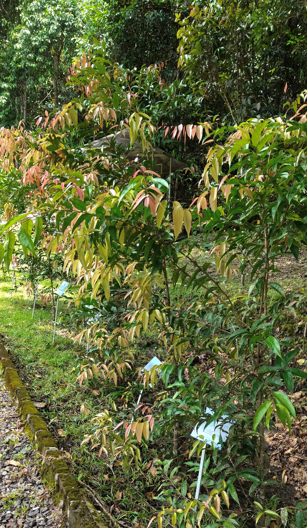 Xylosma Luzonensis, one of 12 plant species handled by botanist Sukaibin Sumail of the Sabah Parks Board of Trustees at Monggis Nickel Park in Ranau, Sabah. — Bernama pic