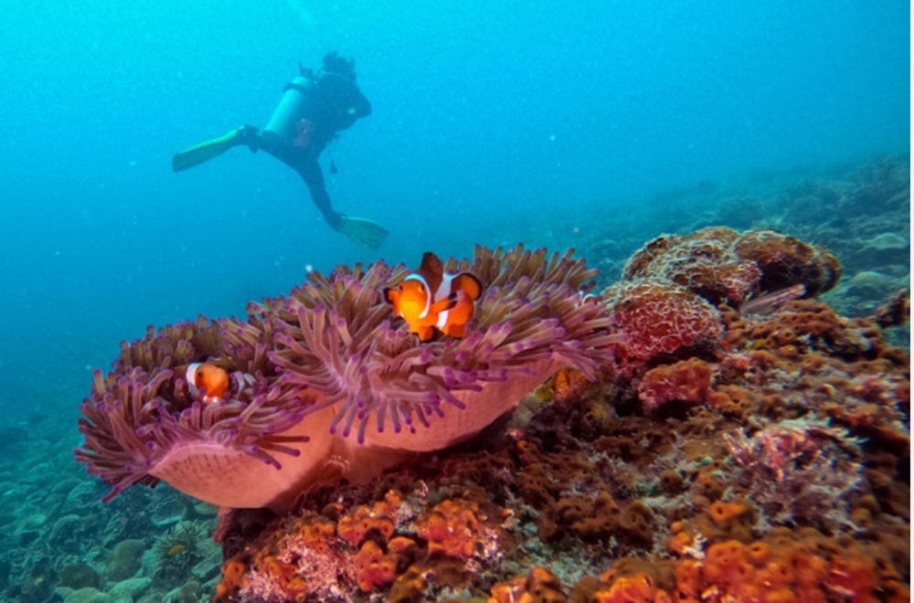 The Malaysian Society of Marine Sciences listed Pulau Jarak-Segari in the Straits of Melaka, Kuantan-Pekan on the East Coast of peninsular Malaysia, Beting Patinggi Ali (Luconia Shoals) and Miri-Sibuti in Sarawak waters, and the Layang-Layang Island in Sabah as the top four most at risk. — Bernama pic