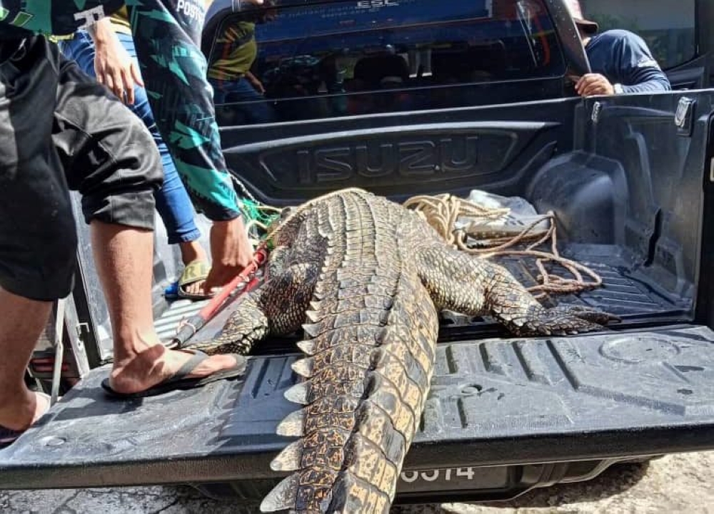 A female crocodile measuring 10.3 feet in length and weighing about 150 kilogrammes was caught during ‘Operasi Nyah Buaya’ here yesterday. — The Borneo Post pic