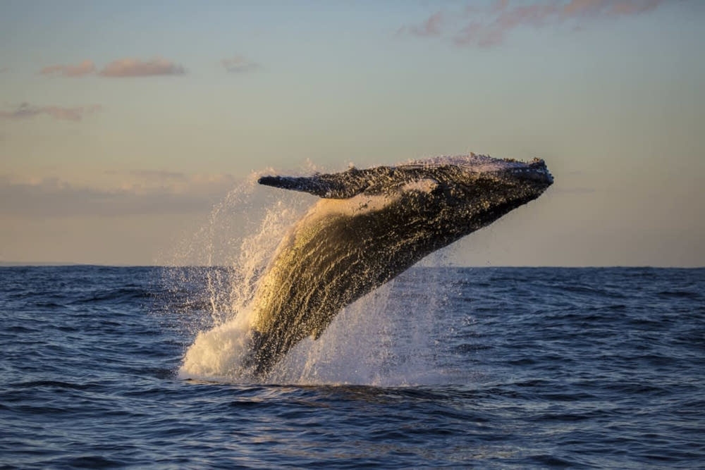 Baleen whales are marine mammals of the suborder Mysticeti, which use baleen plates in their mouths to filter plankton and small fish. — Picture from https://lens.monash.edu/