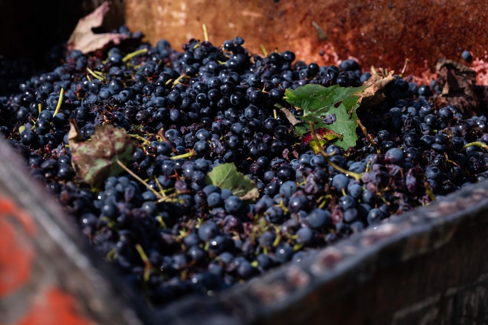 A picture shows Barbera grapes during the harvest in the vineyards of Tenuta Ca dei Mandorli in the Monferrato countryside in Castel Boglione, near Asti, northwestern Italy on September 17, 2025. — AFP pic