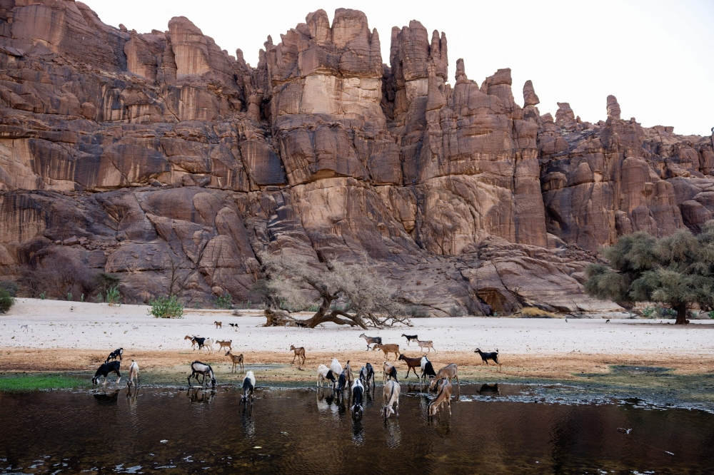 Goats drink water in the Guelta d'Archei, in Ennedi Ouest province. — AFP pic