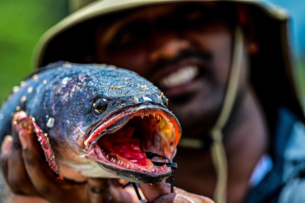 A volunteer opens wide the jaws of a Giant Snakehead fish, caught during a fishing competition at the Deduru Oya reservoir in Kurunegala on September 20, 2025. Sri Lanka's fisheries authorities launched a drive yesterday to encourage anglers to catch-and-cook four predatory fresh water fish devastating native species and threatening fragile ecosystems. — AFP pic 